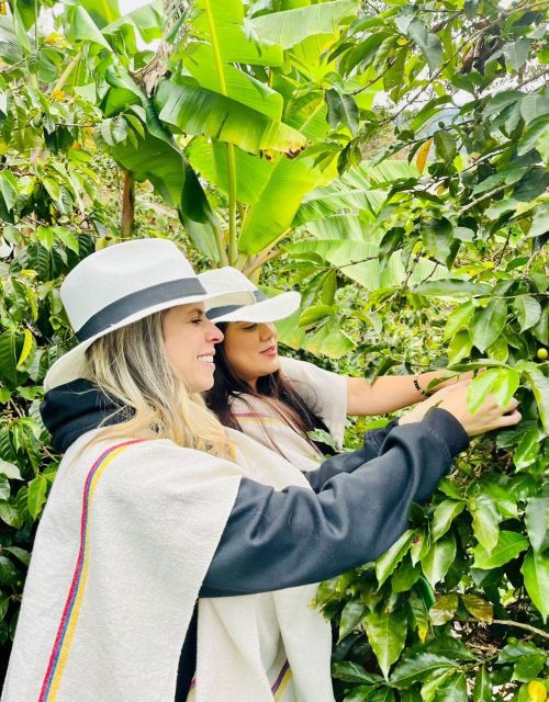 Medellín Coffee Farm Tour With Trolley and Cable Car Ride - Key Points