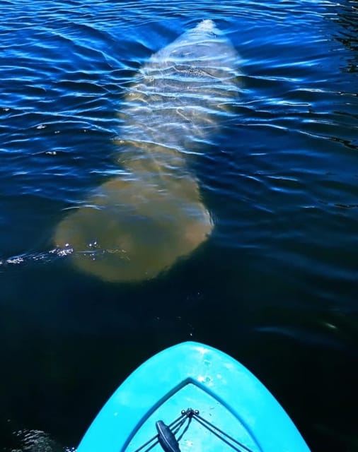 Merritt Island: Guided Kayak Eco-Tour Experience - Key Points