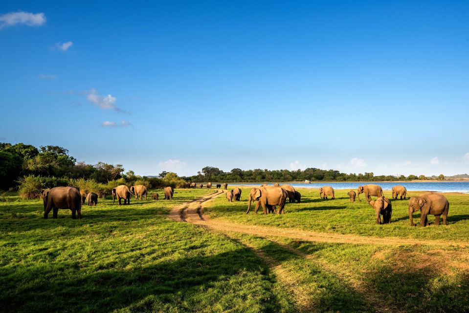 Minneriya: Minneriya National Park Private Safari - Good To Know