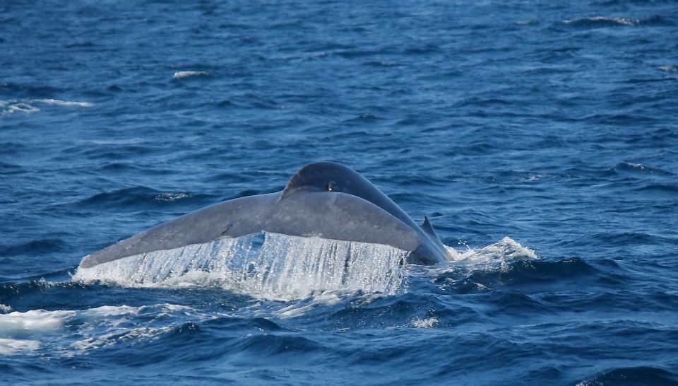 Mirissa: Morning Whale Watching Tour - Good To Know