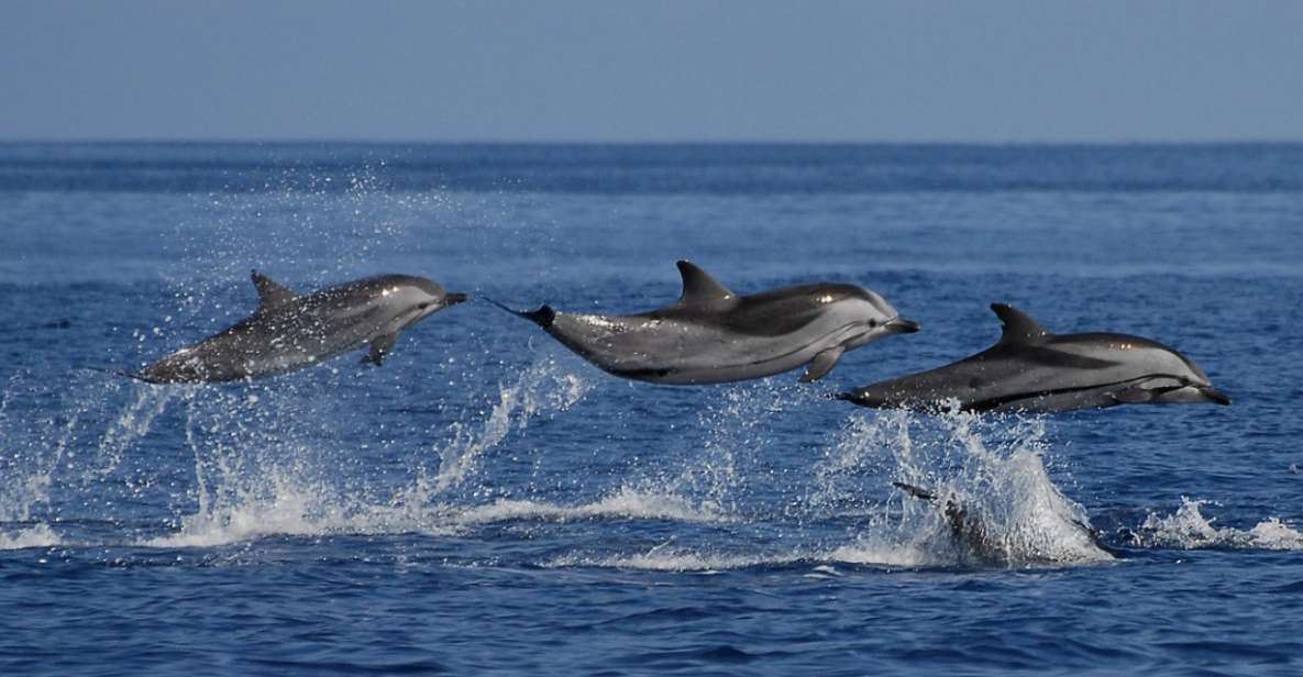 Mirissa: Whale & Dolphin Sightseeing Cruise - Good To Know