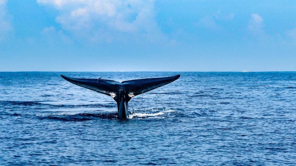 Mirissa Whale Watching Tour With Free Breakfast Onboard - Good To Know