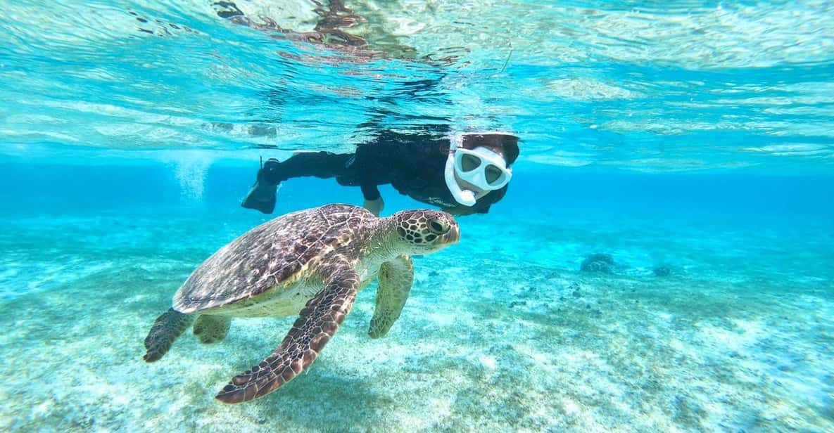 Miyako Island: Sea Turtle Snorkeling Tour - Key Points