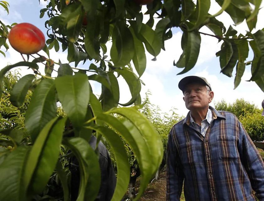 Modesto: Fruits and Roots Tour Driving Audio Guide Tour - Key Points