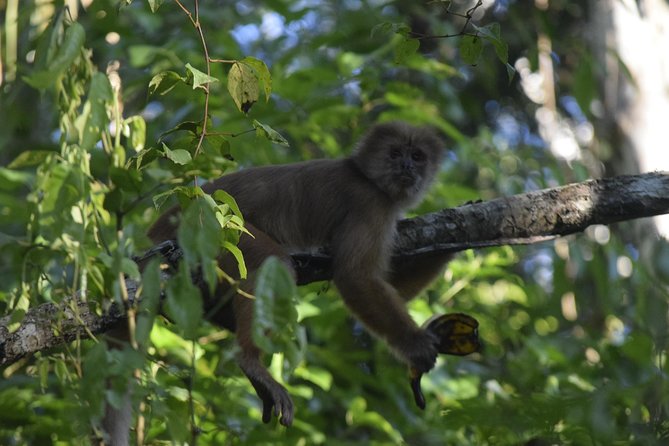 Monkey Island and Canopy Bridge - Good To Know