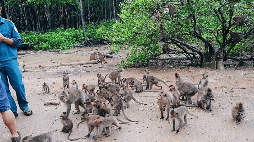 Monkey Island + Vam Sat Mangrove Forest 1 Day - Experience and Activities