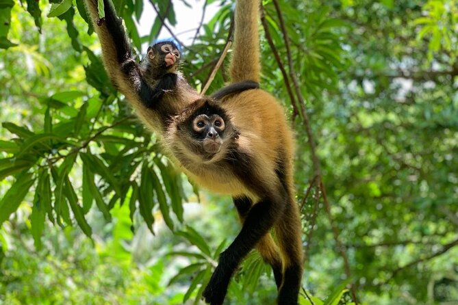 Monkey Sanctuary Reserve + Kayaking at Bahía De Jiquilisco + Lunch Included - Good To Know