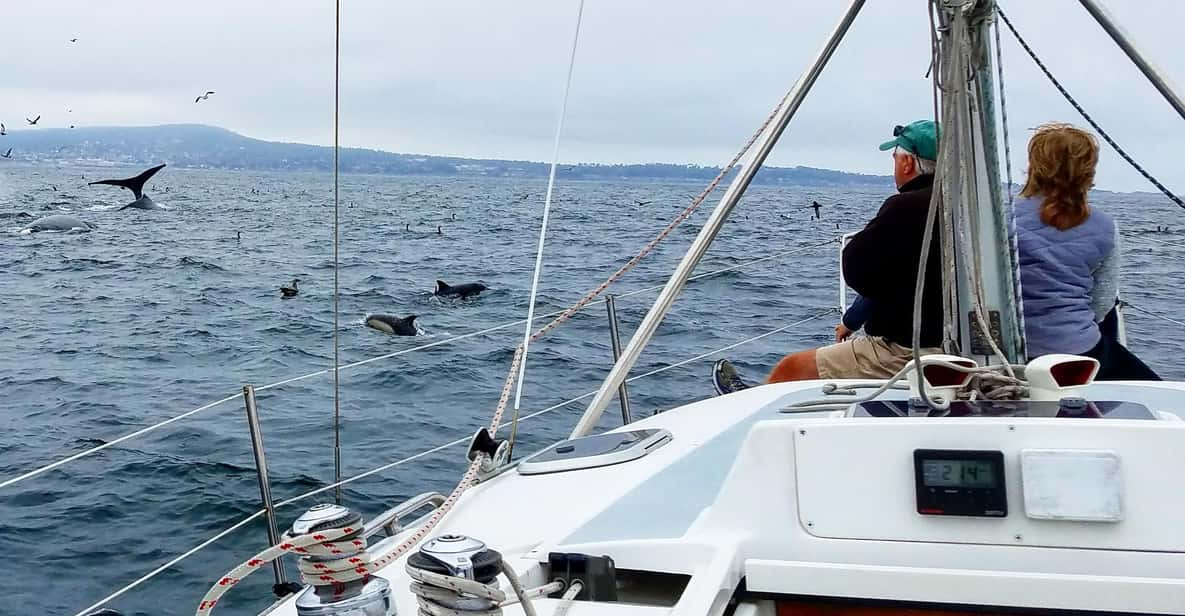 Monterey: Private Whale Watching/Sailing Tour for 6 - Key Points