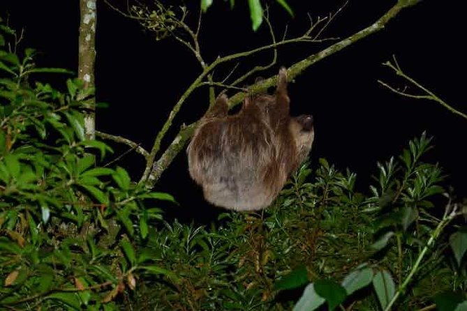 Monteverde Cloud Forest Guided Night Walk - Good To Know