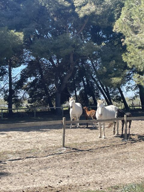 Montpellier: Guided Half-Day Trip to a Camargue Manade - Key Points