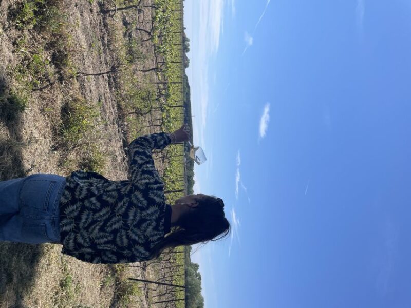 Montpellier: Half Day Wine Tour in Camargue - Key Points