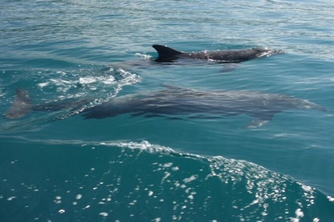 Morning Catamaran in Playa Flamingo - Overview and Experience