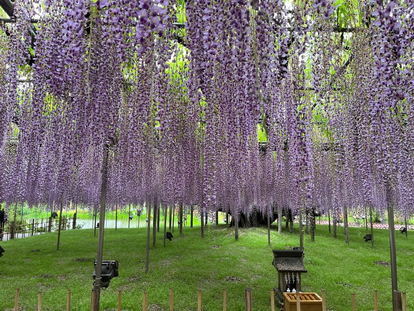 Most Beautiful Great Wisteria in the World - Ashikaga Flower Park Overview