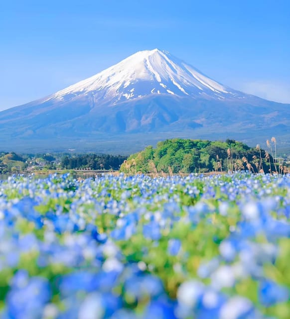 Mount Fuji,Hakone Private Tour by Car With Pick up - Key Points