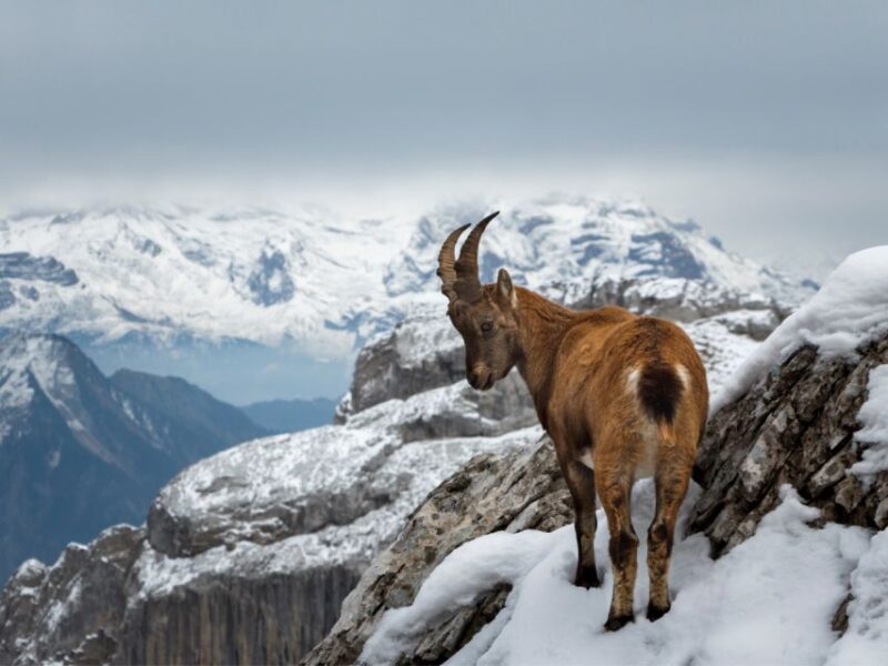 Mount Pilatus (Private Tour) - Good To Know
