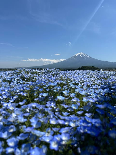 Mt.Fuji Private Tour By Car With English Speaking Guide - Key Points