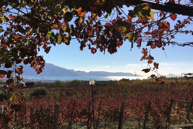 Mt. Vesuvius Wine Tasting and Lunch Experience From Pompeii - Good To Know