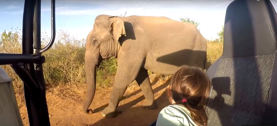 Multi-Day Tour: Udawalawe National Park Elephant Safari - Good To Know