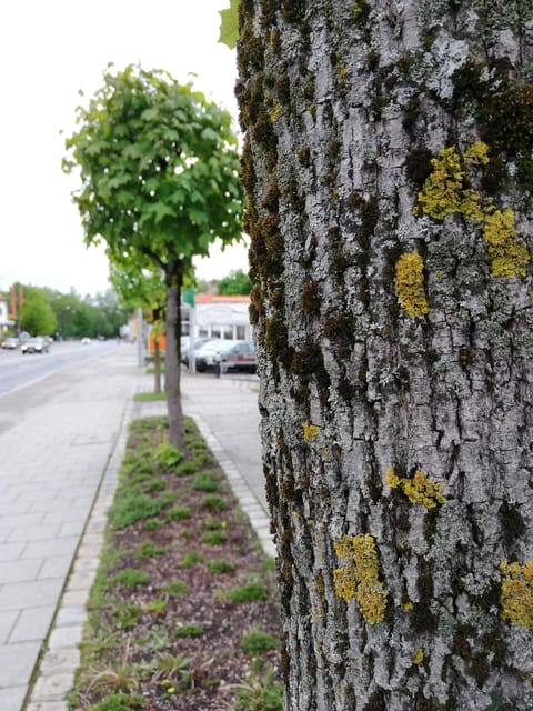 Munich: City Tree Tour - Marvel at the Abilities of the Green Giants - Overview of the Tour