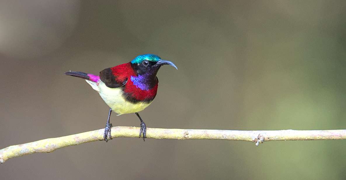 Munnar Birding and Bird Photography Trip - Key Points