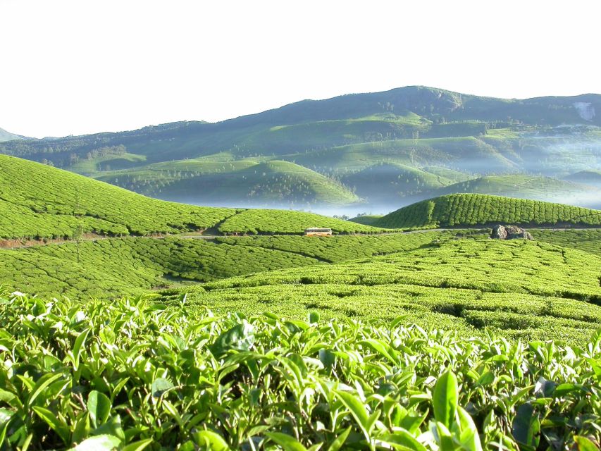 Munnar Site-Seeing Tour - Key Points