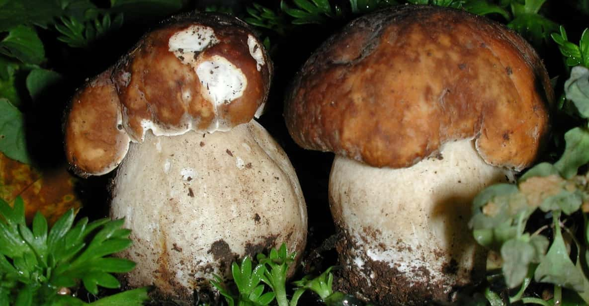 MUSHROOMS - Key Points