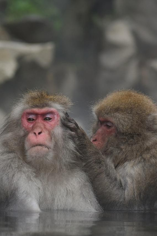 Nagano: Snow Monkeys, Zenkoji Temple & Sake Day Private Tour - Key Points