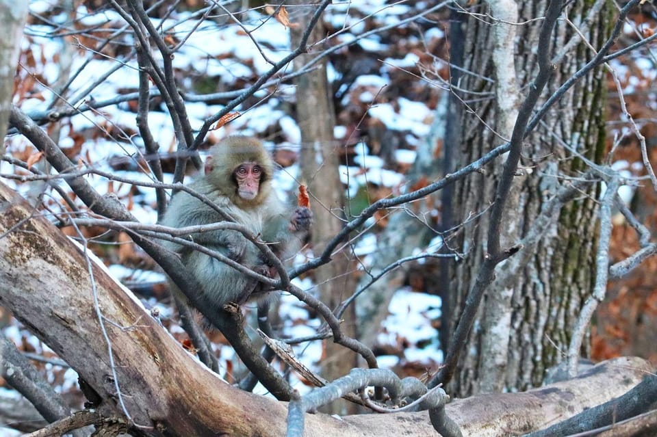 Nagano: Snow Monkeys, Zenkoji Temple - Key Points