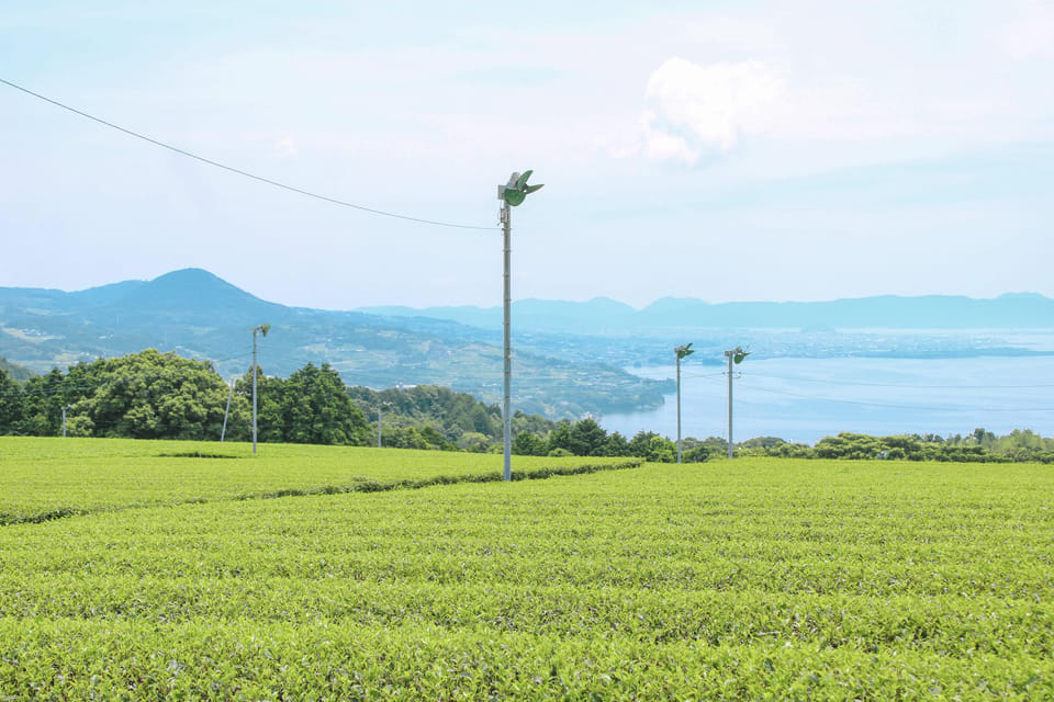 Nagasaki: Explore Japanese Teas on a Tea Tour - Tour Overview