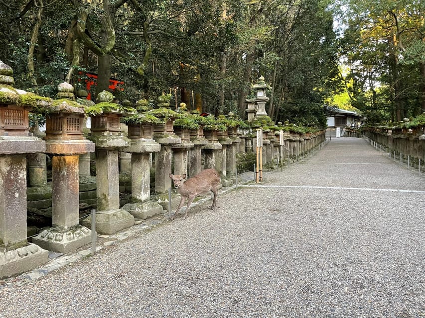 Nara: Hiking the Forest, Big Buddha, Deer, Shrine, Sun Set - Tour Overview