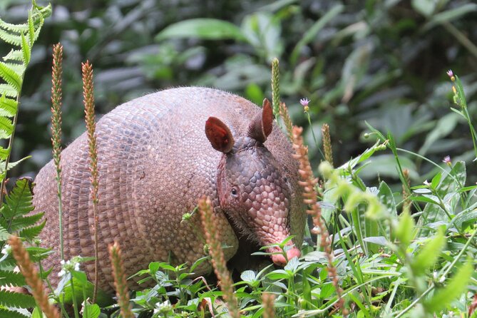 Natural History Walking Tour in Monteverde Cloud Forest Reserve - Key Points