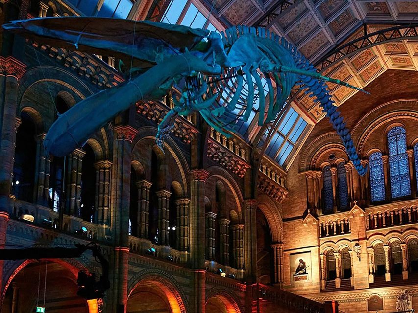 Natural Museum: Diplodocus, Volcanoes, Whale, and Gems - Key Points