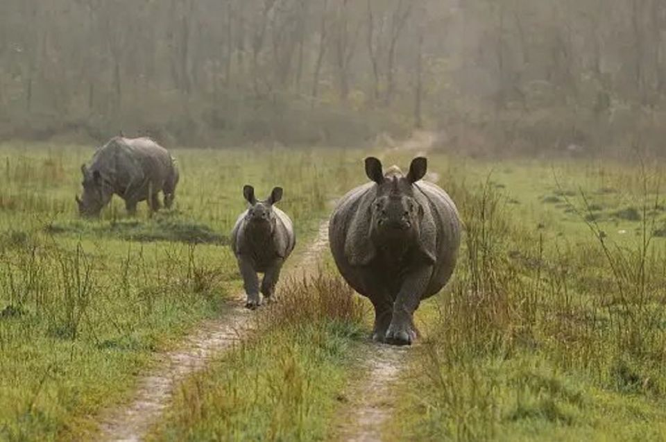 Nature Jungle Safari in Chitwan National Park 2 Night 3 Days - Key Points