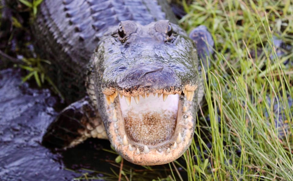 New Orleans: 6 Passenger Premium Airboat Swamp Tour - Key Points