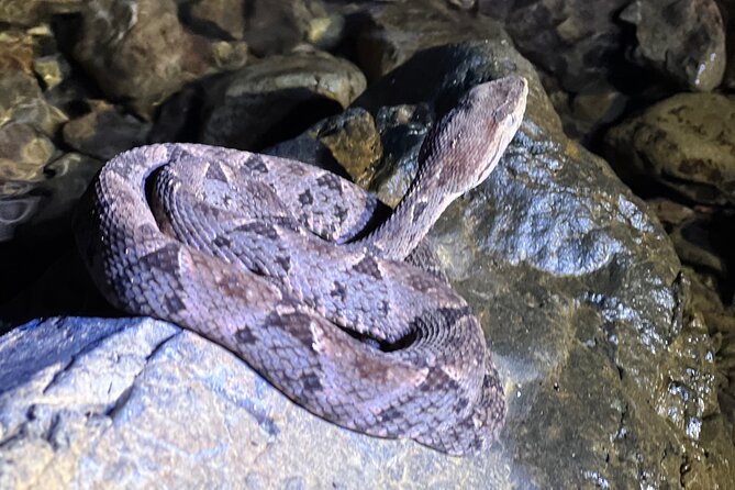 Night Walk Tour and Jungle Dinner in Jaco