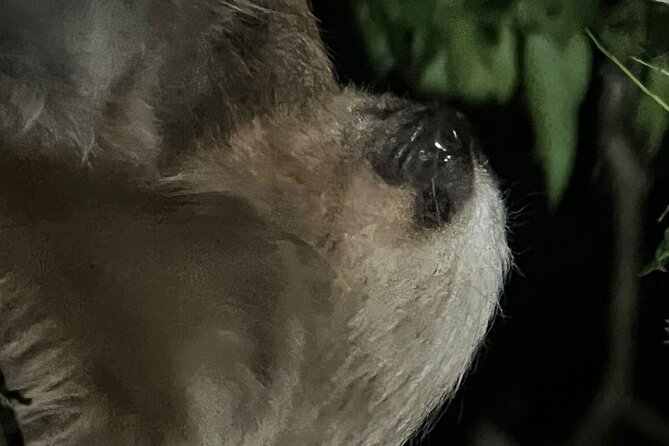 Night Walking Tour in Monteverde Wildlife Refuge - Good To Know