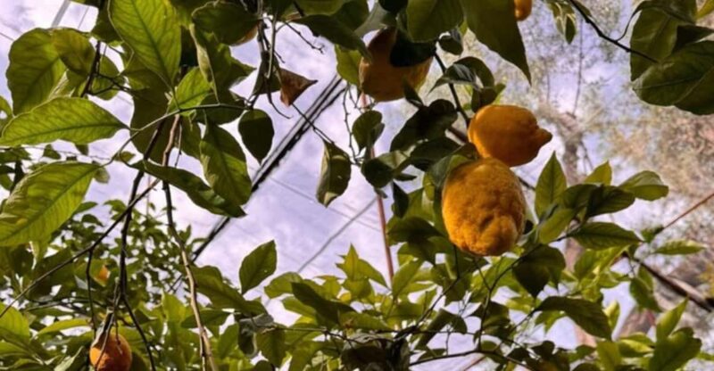 Nonna Concettina Lemon Tour - Key Points