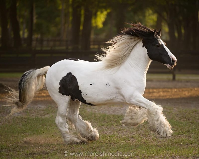 Ocala: Gypsy Gold Horse Farm Horses & History Tour - Key Points