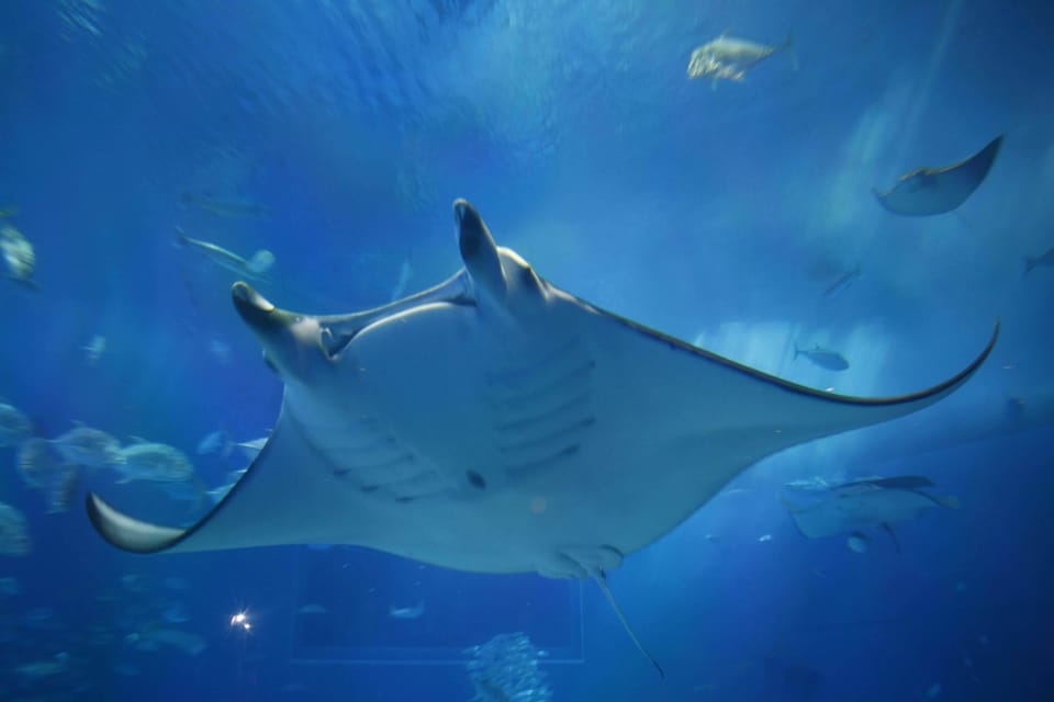 Okinawa: Bus Tour to Churaumi Aquarium With Sightseeing - Tour Overview and Pricing