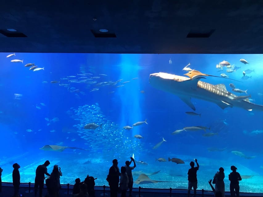 Okinawa Sightseeing Bus : Churaumi Aquarium/Kouri/American - Tour Overview