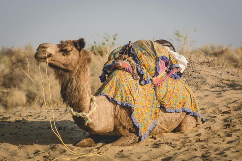 On Day Experience Golden Desert of Jaisalmer - Key Points