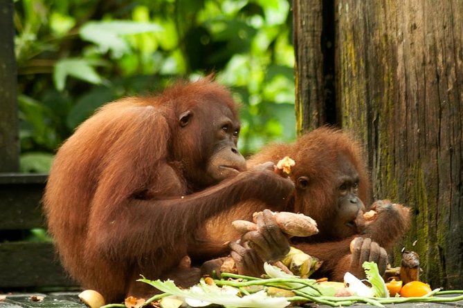 Orang Utan Island and Perak Tong Cave From Kuala Lumpur - Good To Know