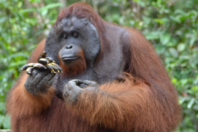 Orangutan Safari Kelotok Houseboat 3 Days 2 Nights Private - Good To Know