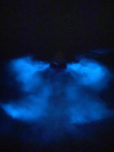 Orlando: Bioluminescence Kayak Tour - Key Points