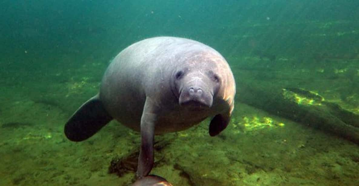 Orlando: Kayaking Tour With Manatee Encounter - Tour Overview