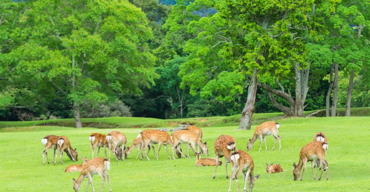 Osaka: Kyoto World Heritage & Nara Cute Deer 1-Day Bus Tour - Tour Overview