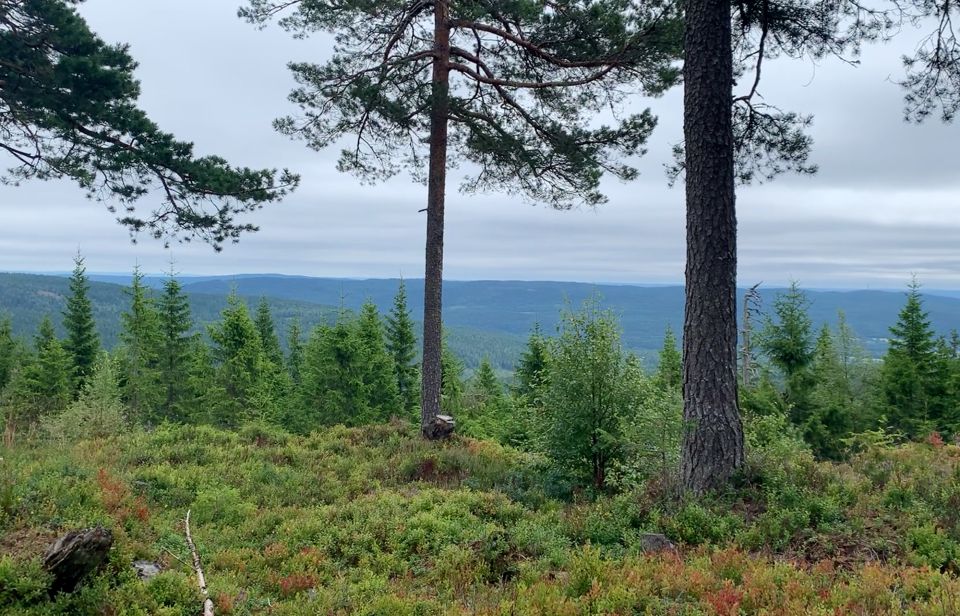 Oslo: Skjennungstoppen Wildlife Forest Hiking Tour - Good To Know