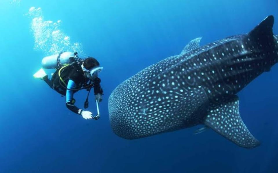 Oslob Cebu: Whaleshark Scuba Diving & Sumilon Sanctuary - Key Points