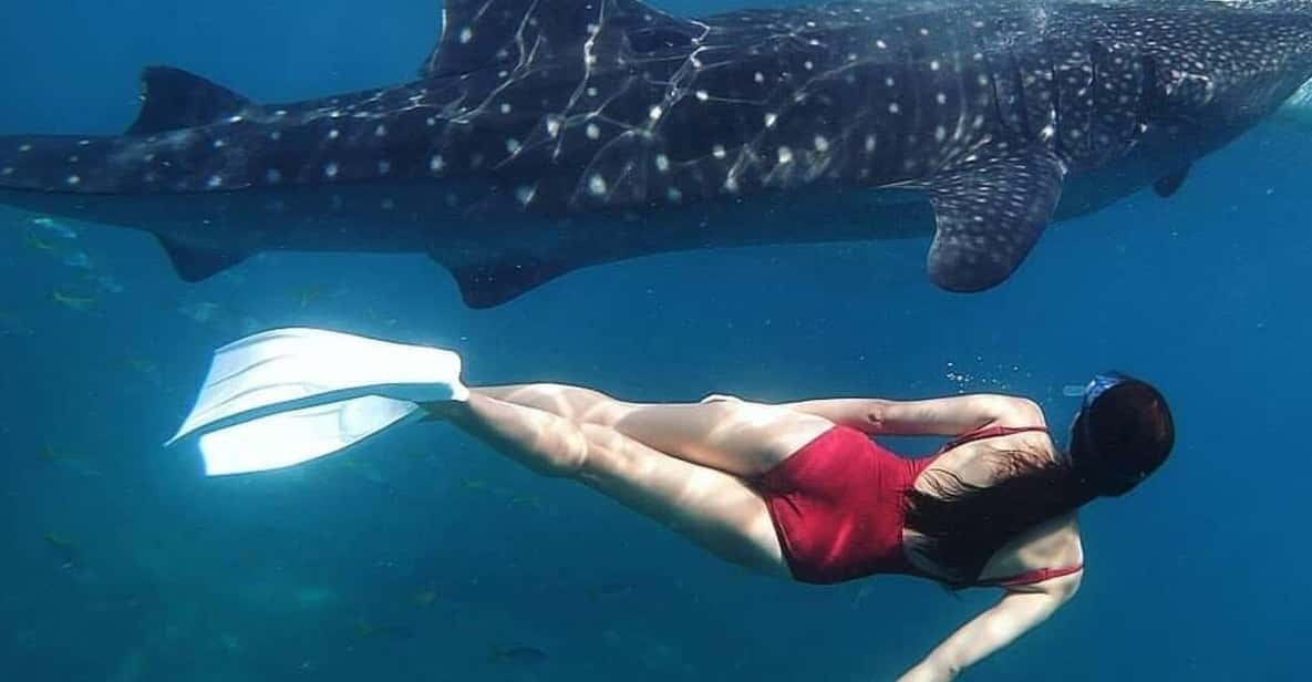 Oslob Cebu Whaleshark Watching Adventure - Tour Overview and Pricing