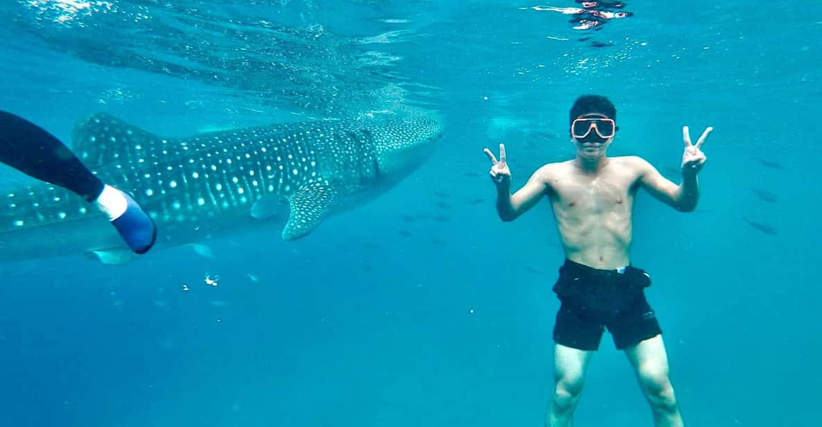 Oslob Whale Shark Direct - Key Points